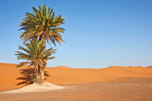 date palms in sand dunes