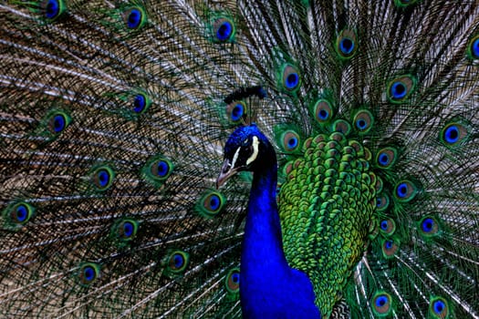 Peacock Portrait
