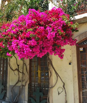 Typical building with clinging flowers in Lisbon