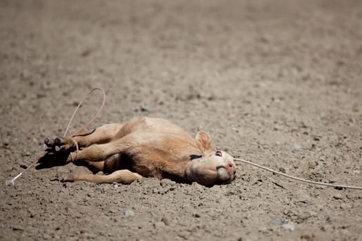 calf at the rodeo - animal cruelty