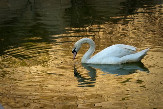 Swan on golden lake