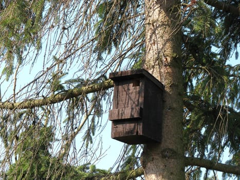 Nest box in a fir tree