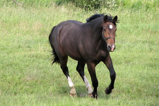 Horse at a gallop