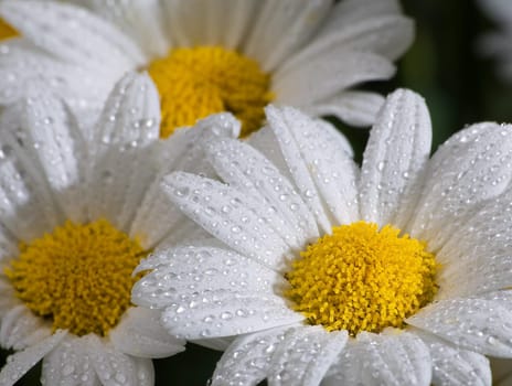 Daisies