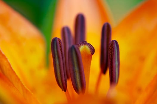 bloom of the lily