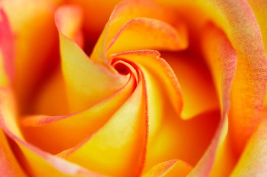 rose