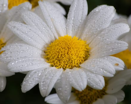 Daisies