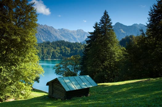 Alpine meadow in the Allgäu