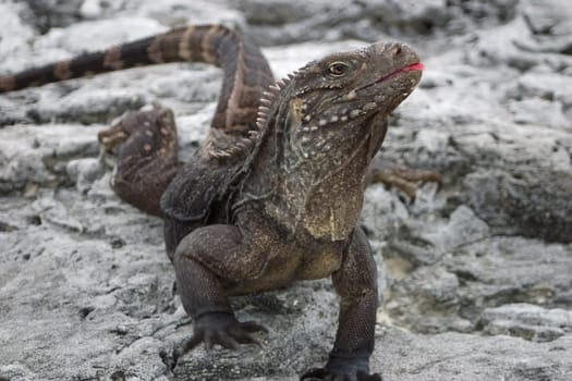 Cuban Belttail Iguana