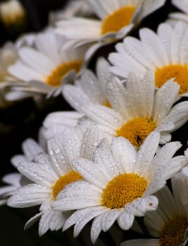 Daisies