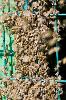 Bee colony swarming