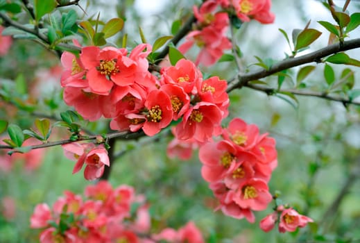 japanese quince branch - blossoming