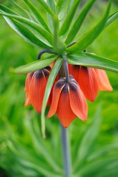 crown imperial - detail