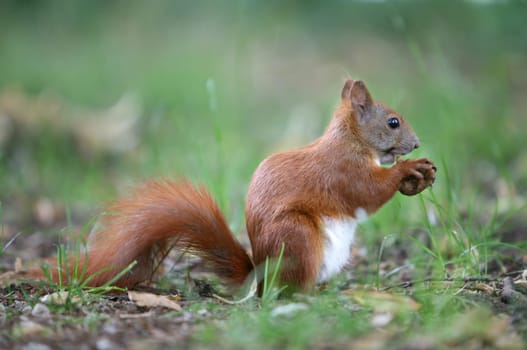 Squirrel