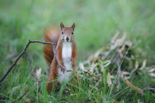 Squirrel
