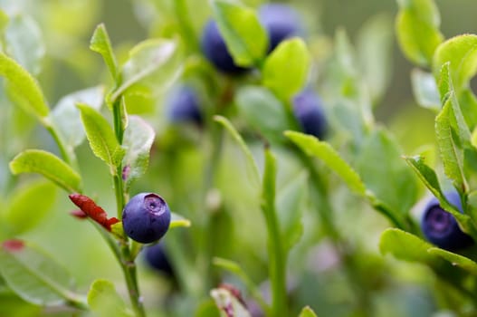 blueberry shrubs