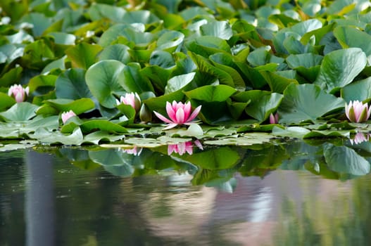 pond lily on the water