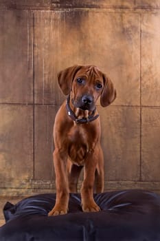 Rhodesian Ridgeback