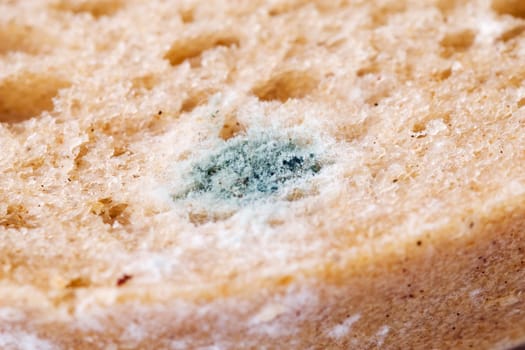 Mold stain
