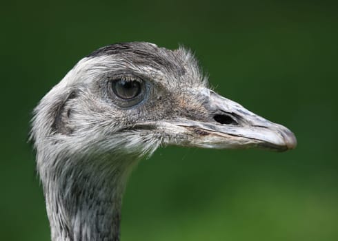 EmuPortrait