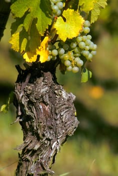 Grapes and vine