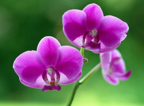 orchid natural flower