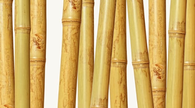 bamboo background
