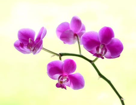 orchid