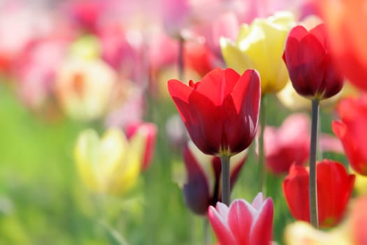tulips