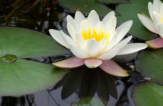 Water lily pond