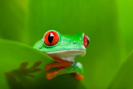frog in a plant