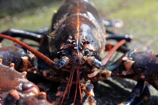 Heligoland lobster