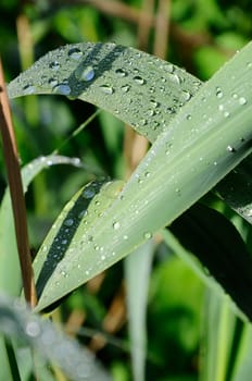 Reeds with raindrops