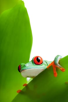 frog on a leaf isolated white