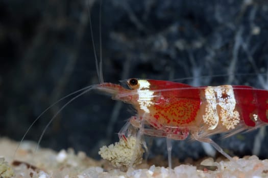 Freshwater dwarf shrimp