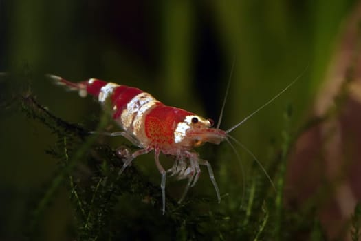 Crystal Red Dwarf Shrimp