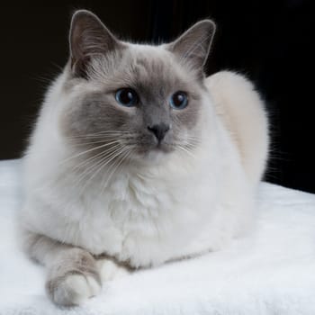 Isolated Ragdoll Cat