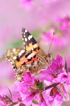 Butterfly feeding