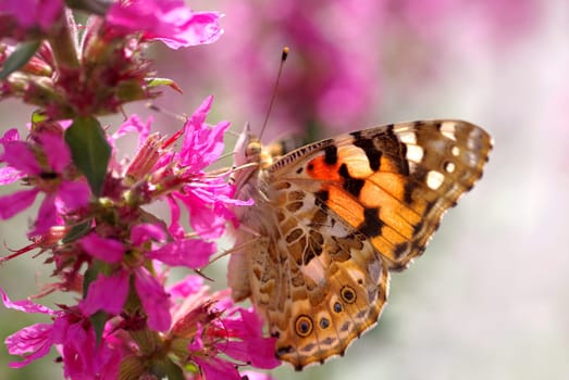 Light as a butterfly
