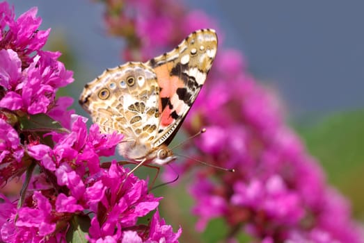 Summer Butterflies
