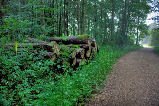 In the forest