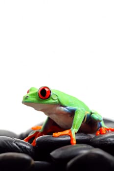 frog on rocks isolated white