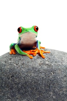 frog sitting on rock isolated on white