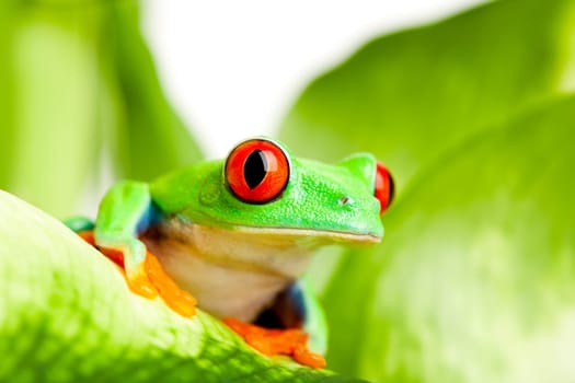 frog on a leaf