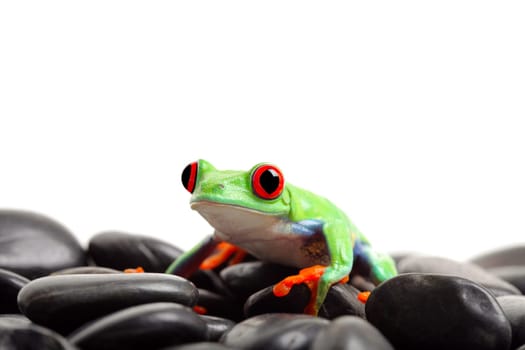 frog on rocks isolated