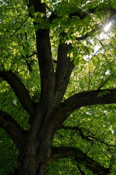 Magnificent old chestnut tree