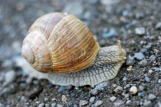 Edible snail