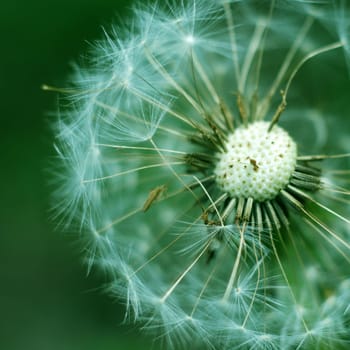 Dandelion