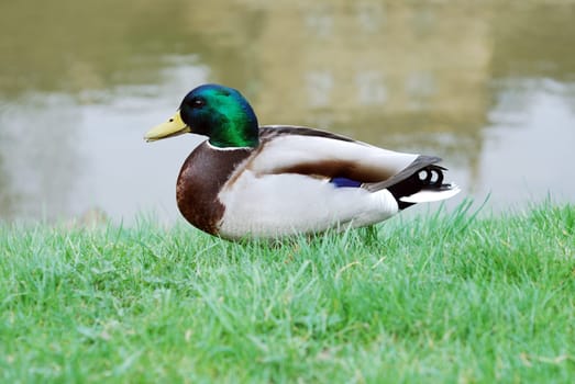 Mallard