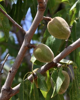 Almonds on an almond tree branch